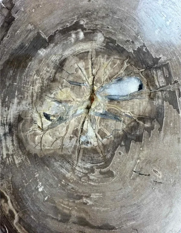 Măsuță de cafea din lemn pietrificat, nr. art. DT00241